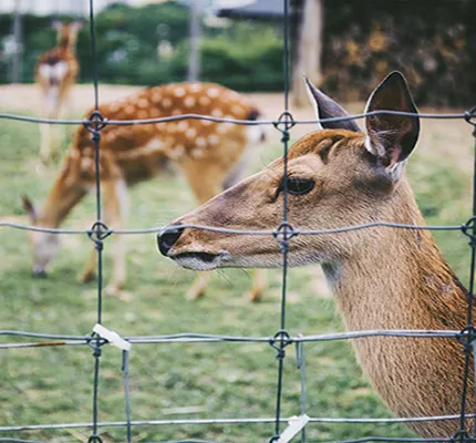 custom chainlink fence
