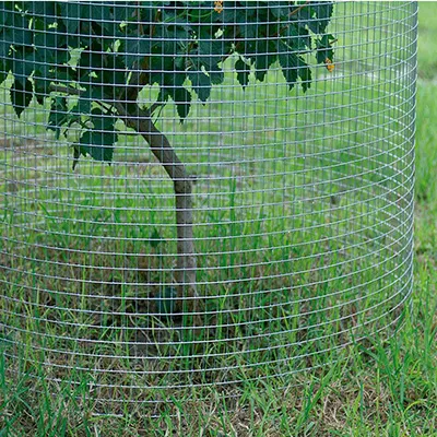 crimped woven mesh factory